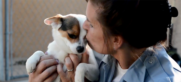 The Newport Beach Animal Shelter