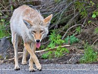 Coyotes In Newport!