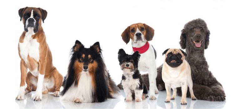 IS NEWPORT BEACH GOING TO THE DOGS?