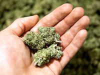 Marijuana Legalization